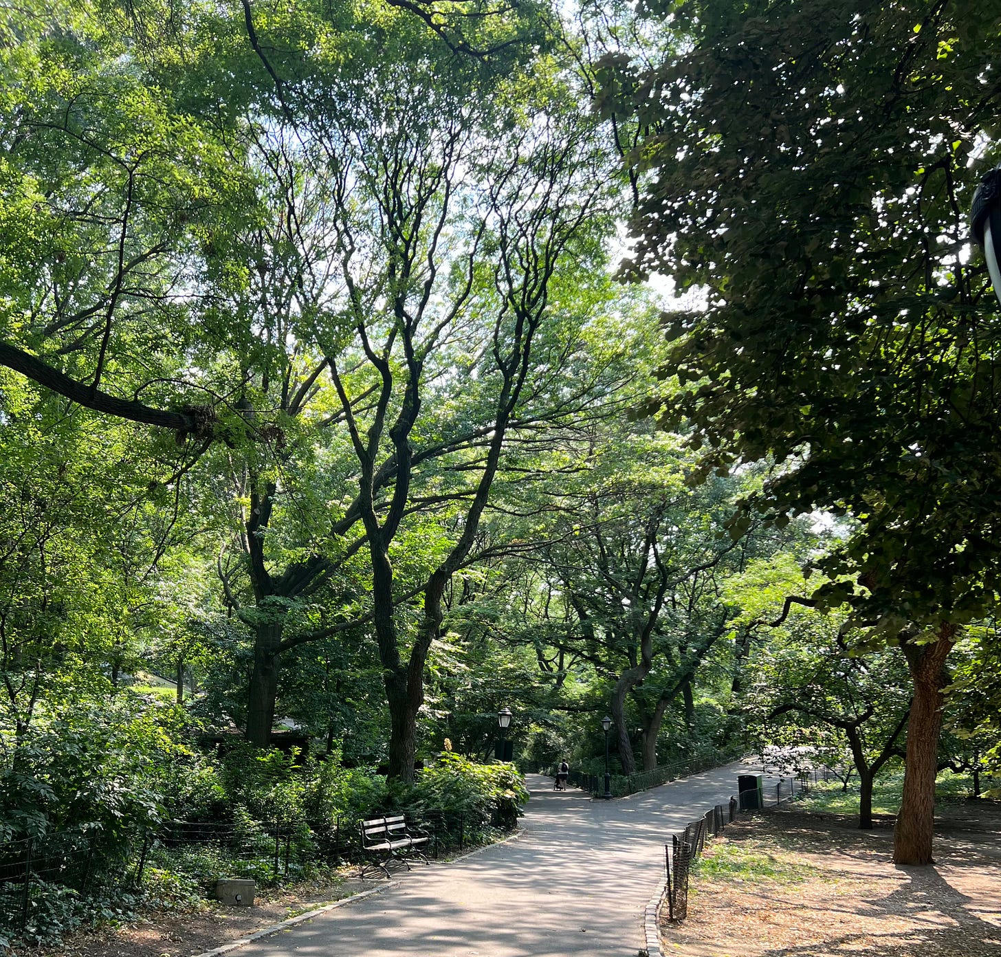 A photo of a walking path curving through trees laden with summertime leaves.