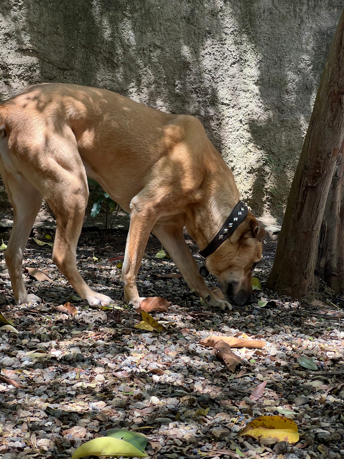 Cão caramelo farejando um quintal cheio de folhas no chão