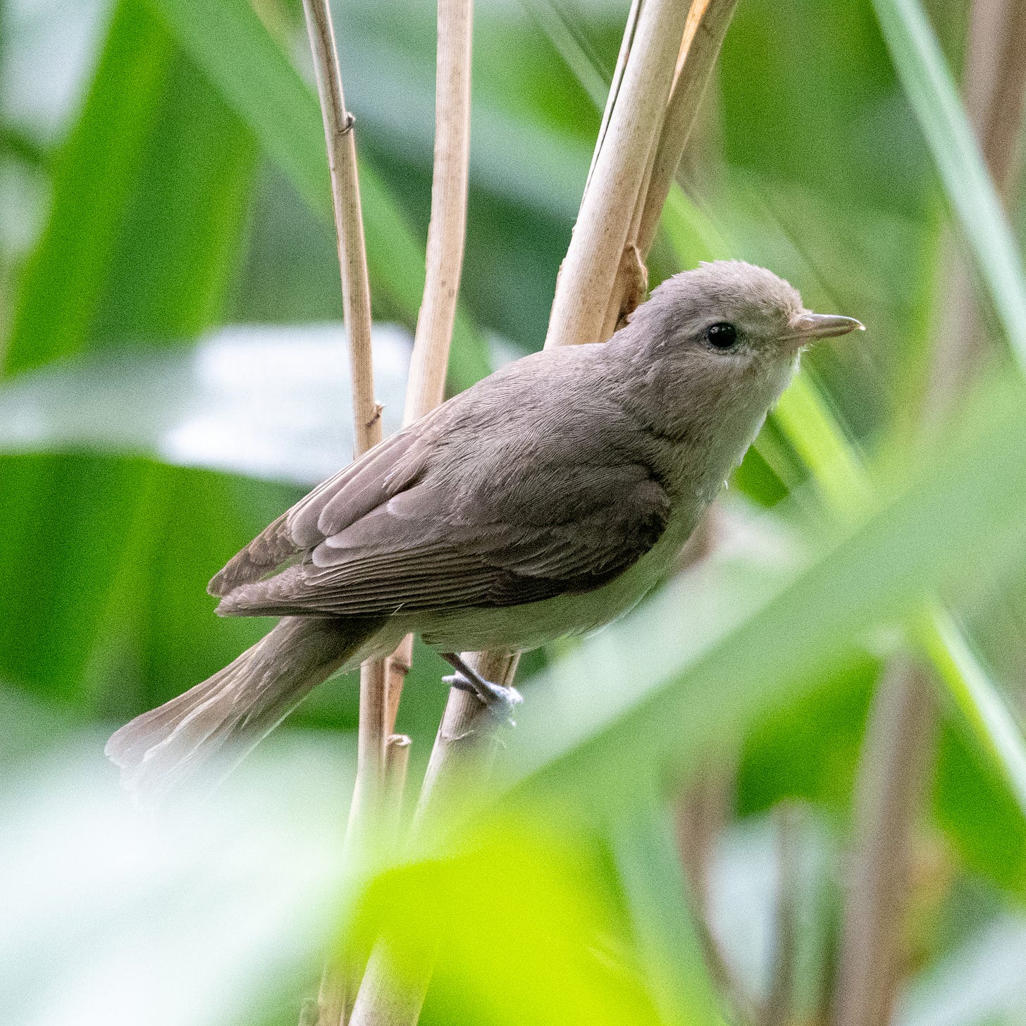 A warbling vireo, perched among phragmites on a diagonal, a study in creamy, muted browns