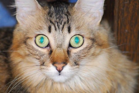 Chase_Toilet_Training_Cats Chase_Toilet_Training_Cats