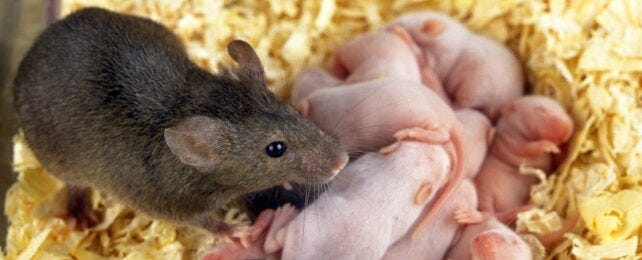 mouse with babies mouse with babies