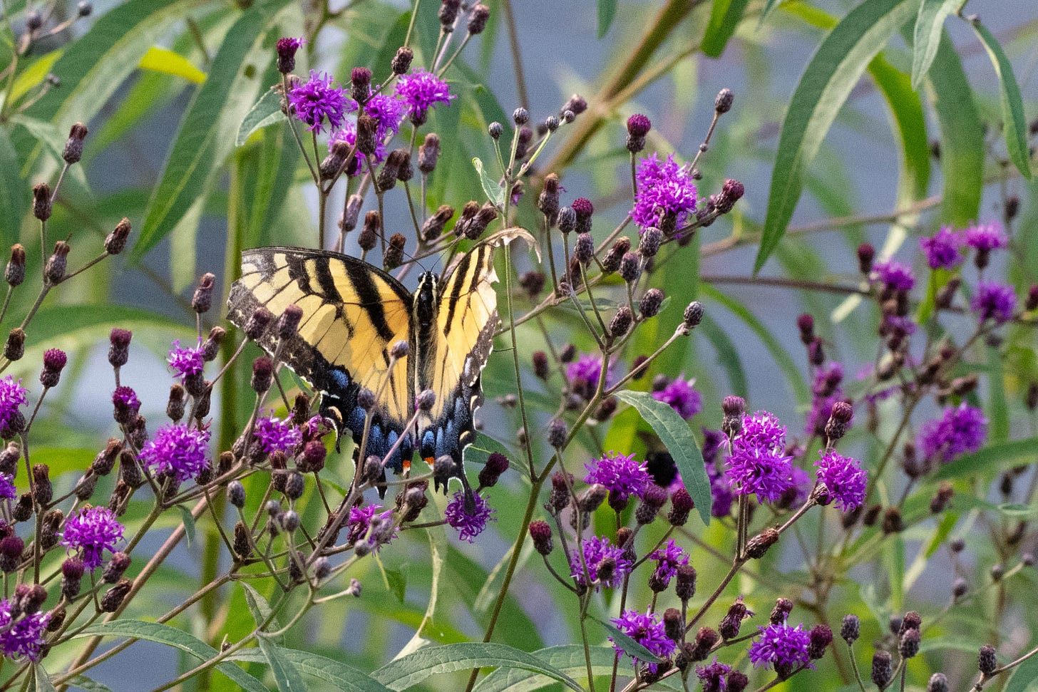 A yellow swallowtail butterfly visits small purple flowers. The butterfly's wings have black vertical stripes and a bottom border of blue.