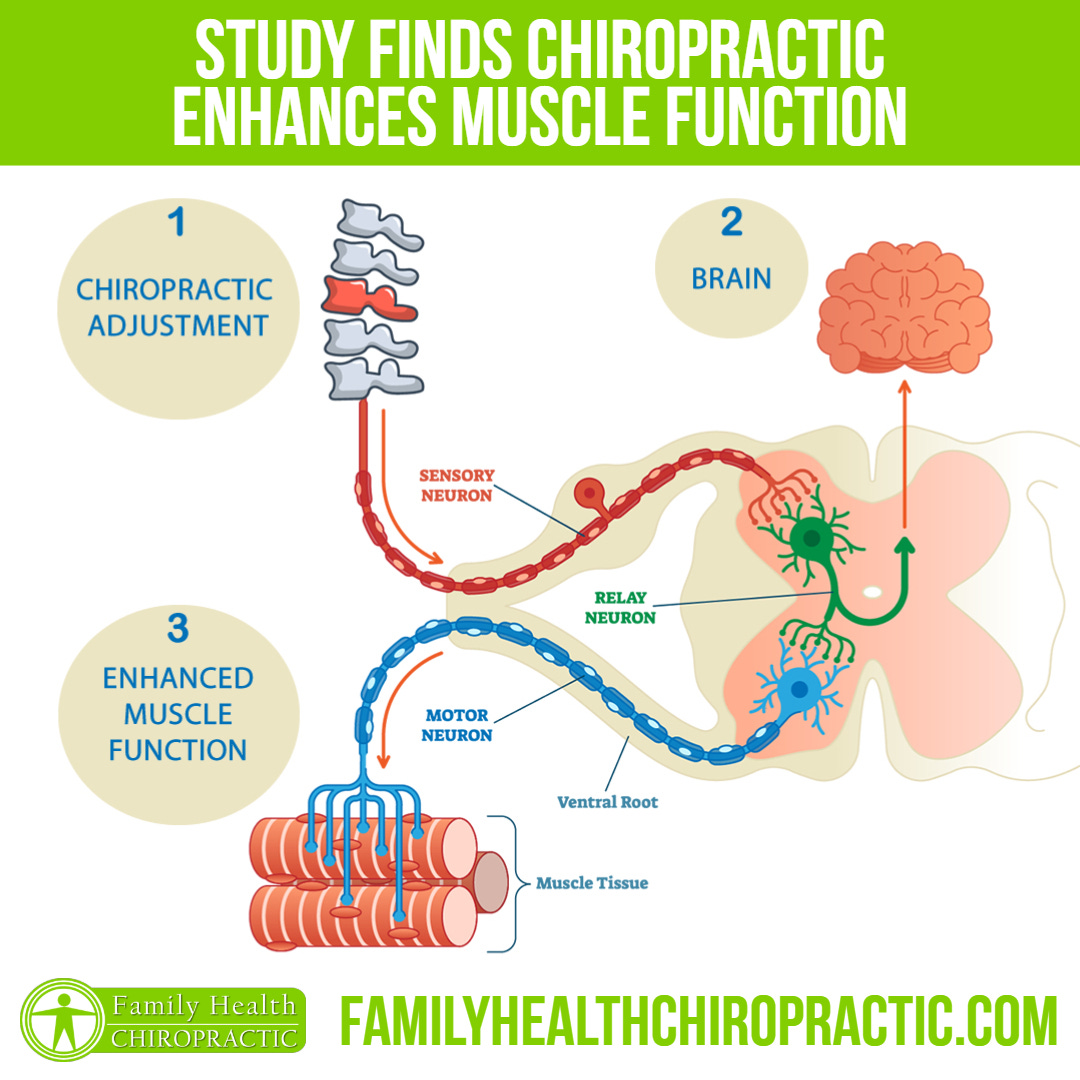 Chiropractic Adjustments Enhance Muscle Function | Family Health ...
