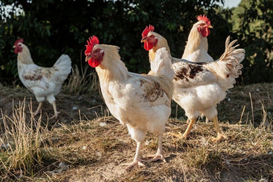 Eine Gruppe von Bruderhähnen in Freilandhaltung.
