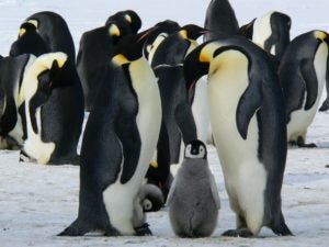 emperor penguins are like toddlers emperor penguins are like toddlers