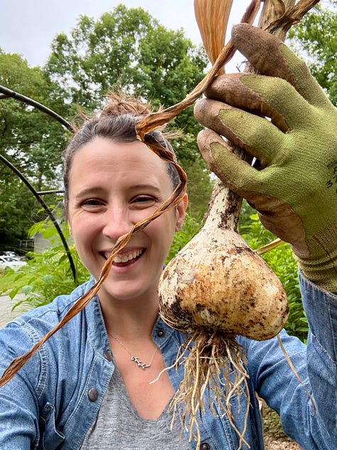 harvesting softneck garlic