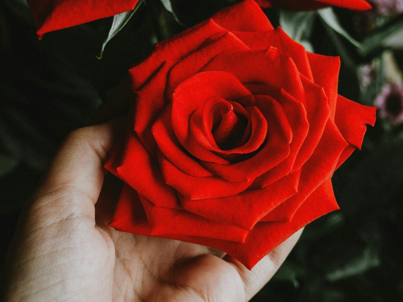red rose red rose