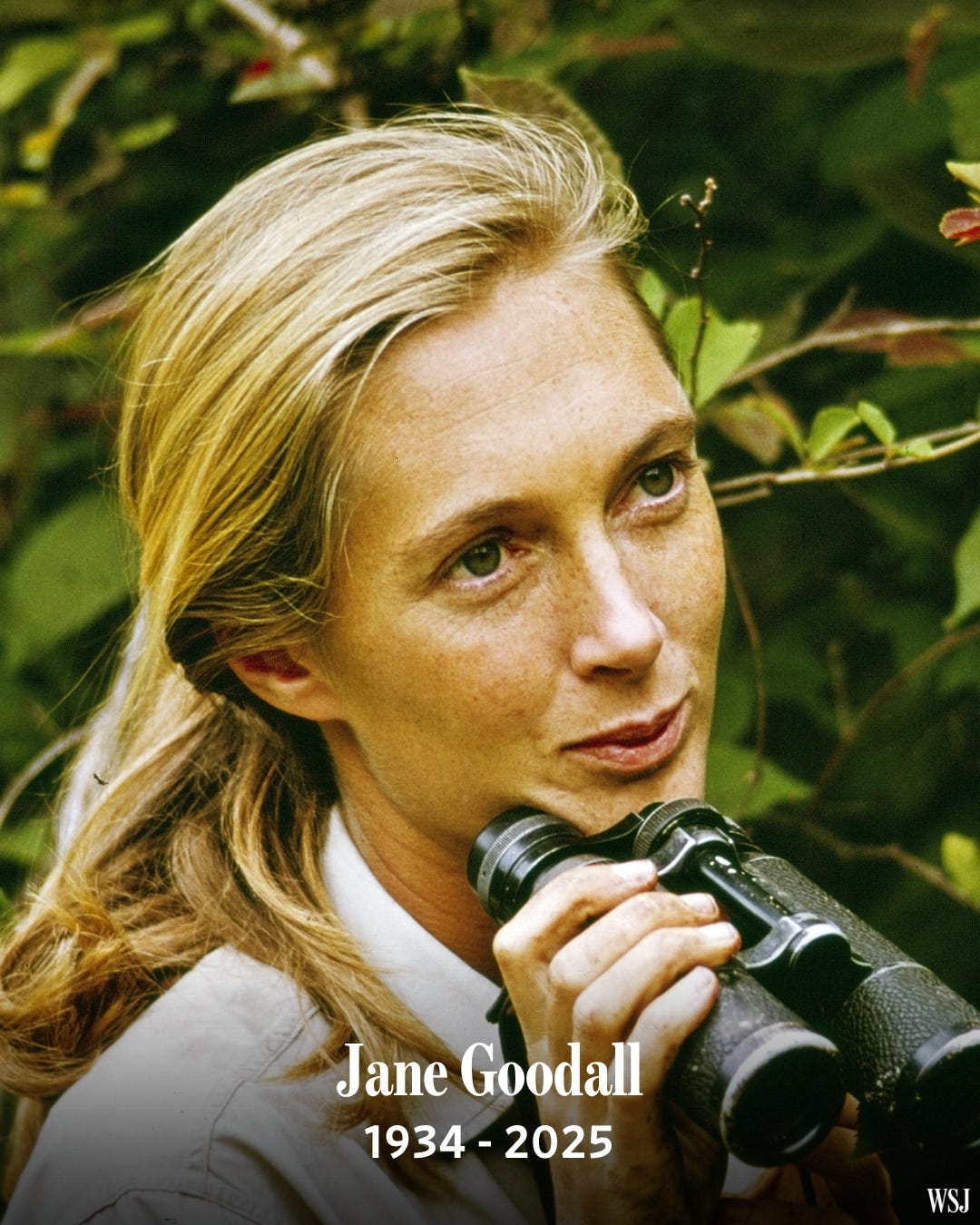 May be an image of 1 person and text that says 'Jane Goodall 1934-2025 1934 2025 WSJ' May be an image of 1 person and text that says 'Jane Goodall 1934-2025 1934 2025 WSJ'