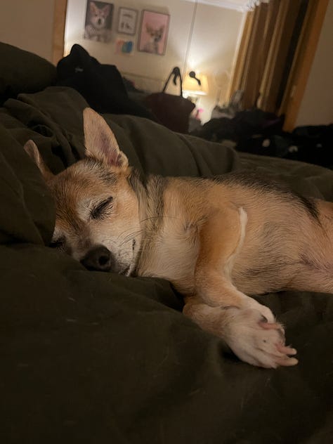 A gallery of a tiny dog who likes to sleep