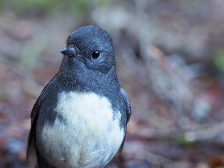 Gallacea scleroderma and South Island Tomtit