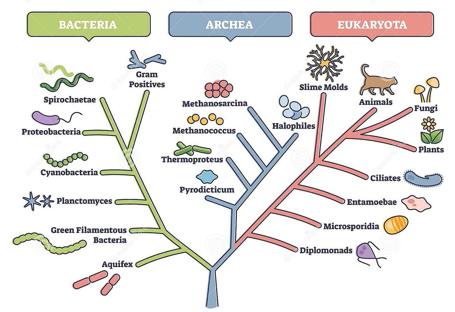 r/Infographics - A simplified diagram showing 3 different types of living things r/Infographics - A simplified diagram showing 3 different types of living things