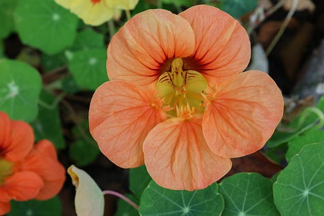 nasturtium flowers