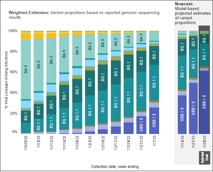 A stacked bar chart with weeks on the x-axis shows weeks from October 29, 2022 to January 28, 2023 and y-axis as percentage of viral lineages among infections. The recent 3 weeks are labeled as Nowcast projections. XBB.1.5 (dark purple) continues to increase, making up about 61.3 percent of current week infections. BQ.1.1 (teal) has decreased in recent weeks but remains the second most prevalent lineage currently around a quarter of infections. BQ.1 (dark teal) is now about half as prevalent as BQ.1.1 but remains visibly labeled. BA.5 (light teal), which in October was the dominant lineage, is now down to nearly zero visibility - joined by XBB (periwinkle purple) and a handful of other colors in the week ending January 28, 2023. A stacked bar chart with weeks on the x-axis shows weeks from October 29, 2022 to January 28, 2023 and y-axis as percentage of viral lineages among infections. The recent 3 weeks are labeled as Nowcast projections. XBB.1.5 (dark purple) continues to increase, making up about 61.3 percent of current week infections. BQ.1.1 (teal) has decreased in recent weeks but remains the second most prevalent lineage currently around a quarter of infections. BQ.1 (dark teal) is now about half as prevalent as BQ.1.1 but remains visibly labeled. BA.5 (light teal), which in October was the dominant lineage, is now down to nearly zero visibility - joined by XBB (periwinkle purple) and a handful of other colors in the week ending January 28, 2023.