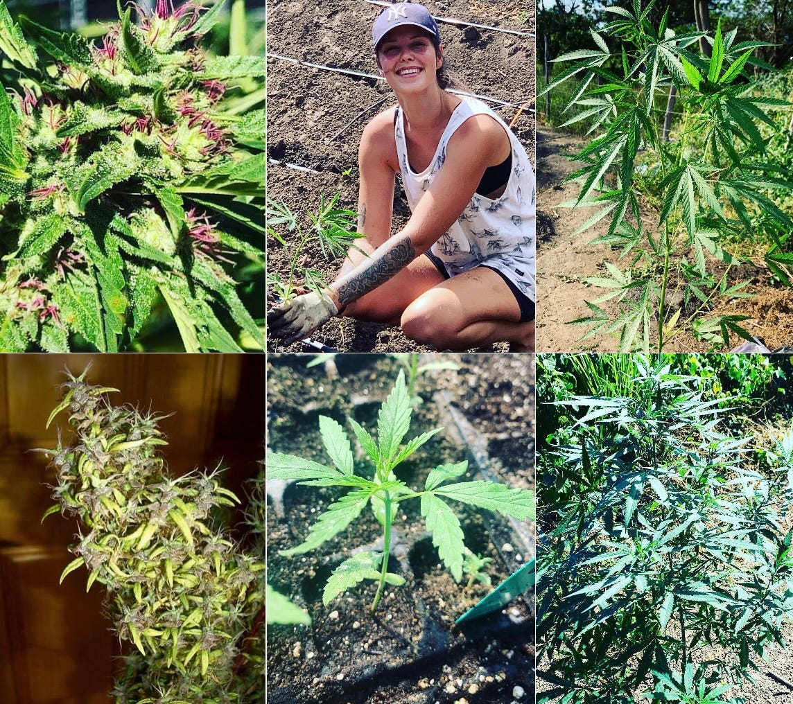 Reeferman How marijuana prohibition built the criminal infrastructure of the ...