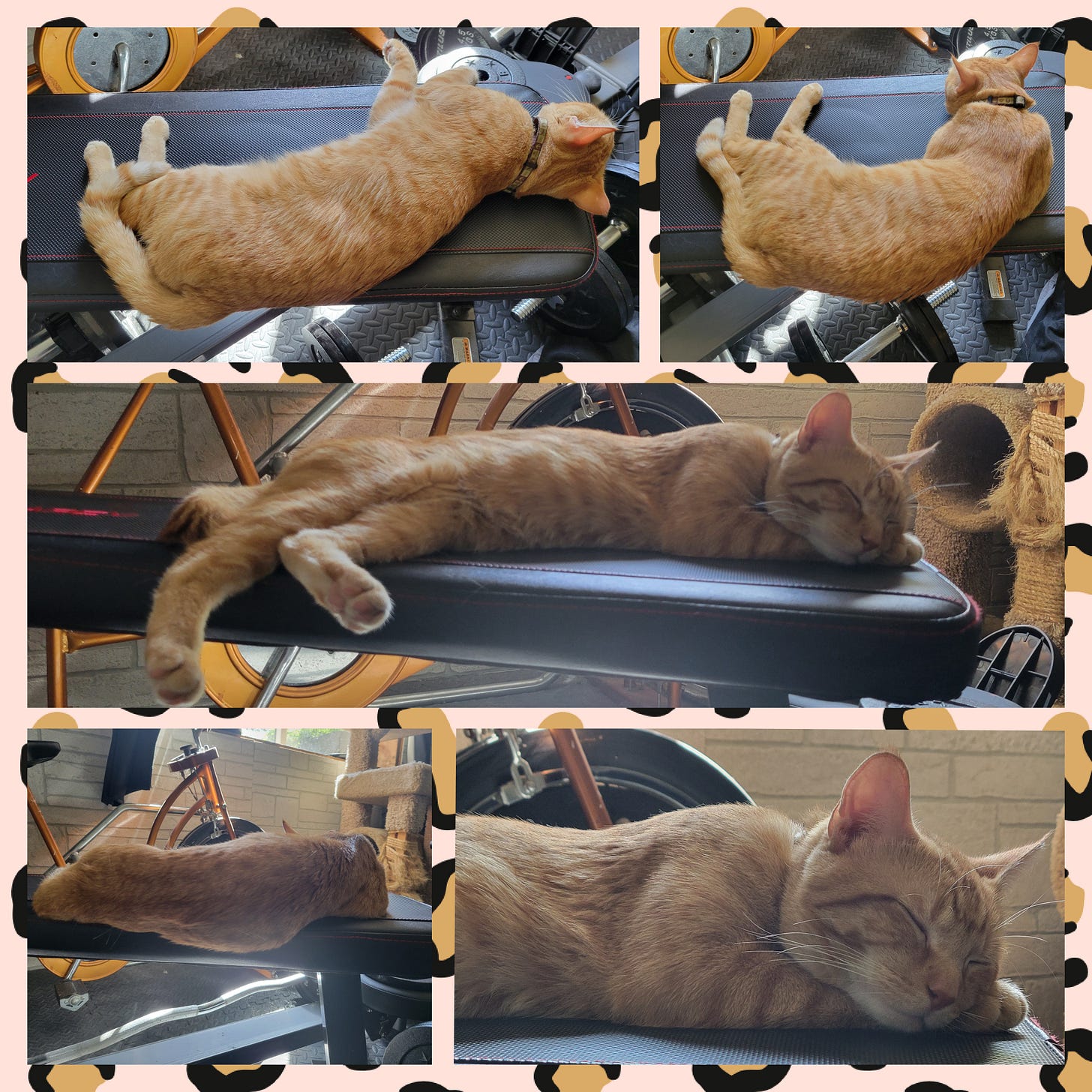 A five photo collage of an orange tabby cat sleeping on a weight bench. 