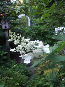 pause hydrangea pause hydrangea