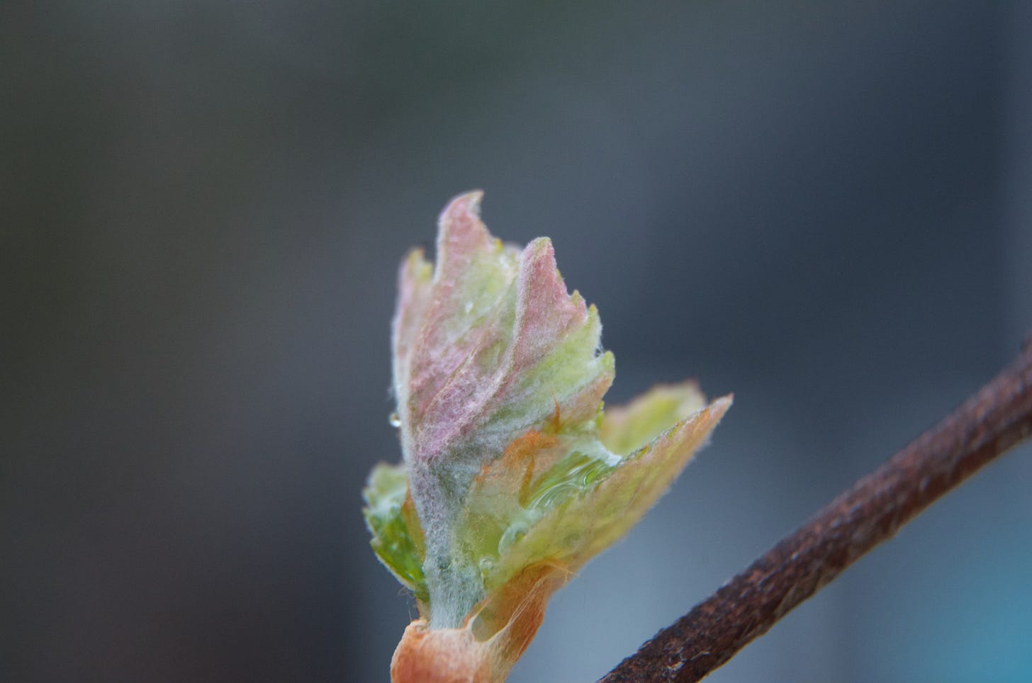 A young grape lift is softly pink and fuzzy in evening light.