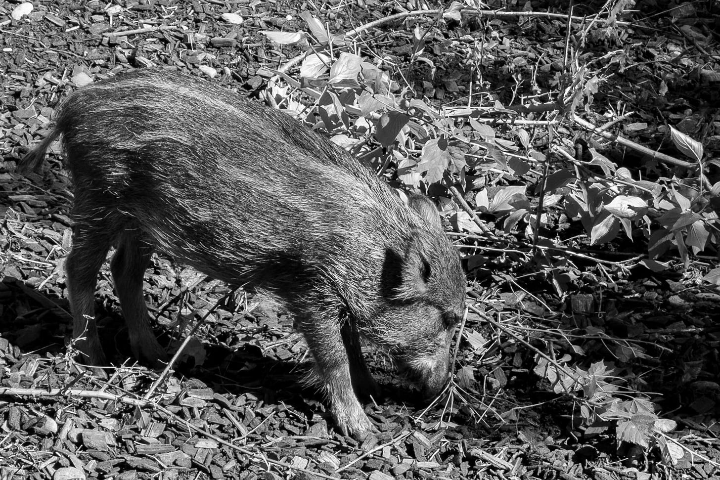 Wildschwein-Frischling beim Fressen.