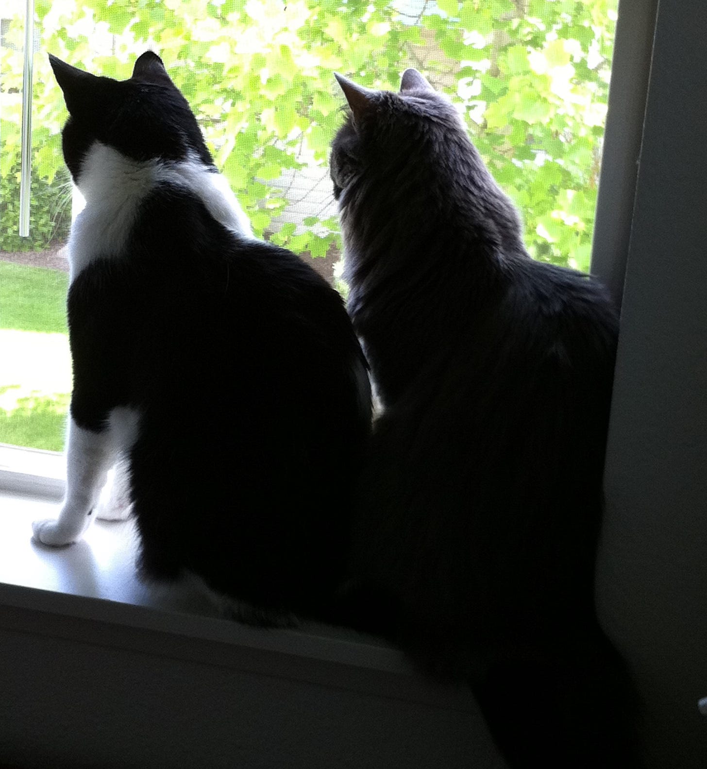 Two cats sitting on a windowsill looking outside. Their backs are to the camera. One cat is black & white, one cat is gray.