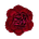 the carnation.