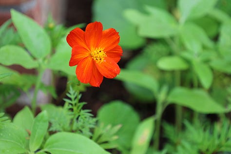 various flowering plants