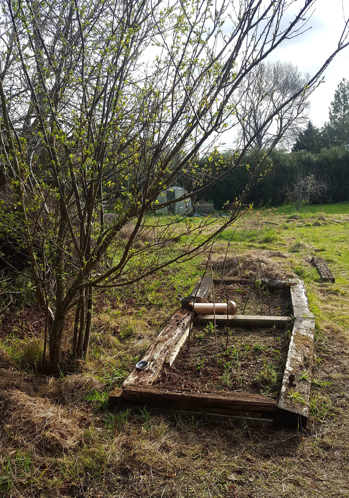 Rustic garden bed below plum tree, in large section.