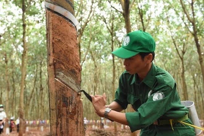 Cao su Phước Hoà (PHR) có thể nhận hơn 1.400 tỷ đồng từ đền bù đất phát triển dự án Khu công nghiệp Bắc Tân Uyên 1 | Tin nhanh chứng khoán Cao su Phước Hoà (PHR) có thể nhận hơn 1.400 tỷ đồng từ đền bù đất phát triển dự án Khu công nghiệp Bắc Tân Uyên 1 | Tin nhanh chứng khoán