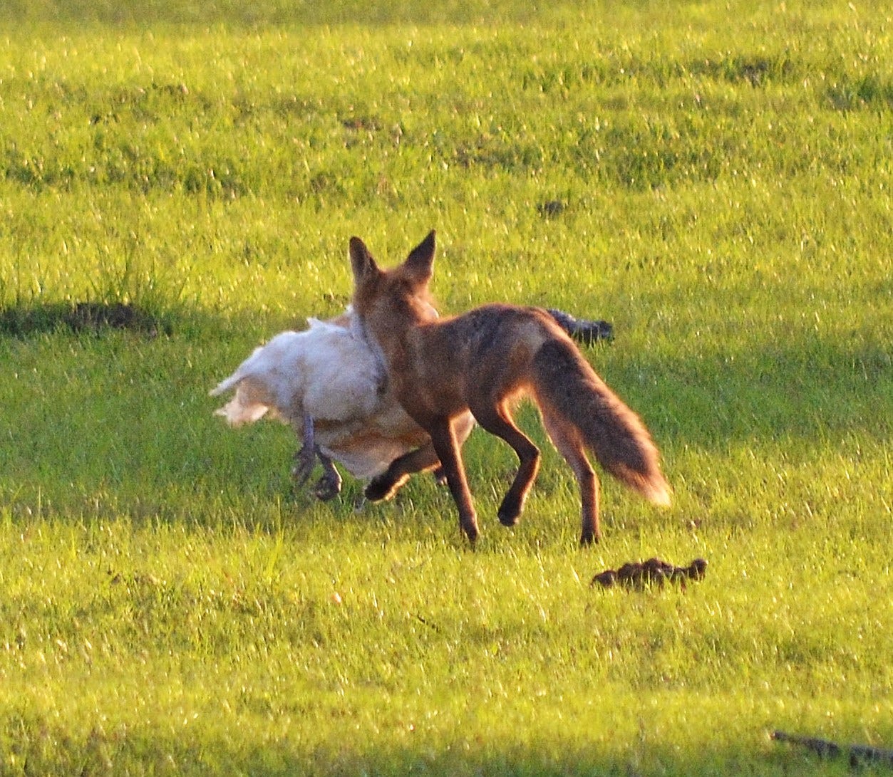 Quarry/Seasons/The Law