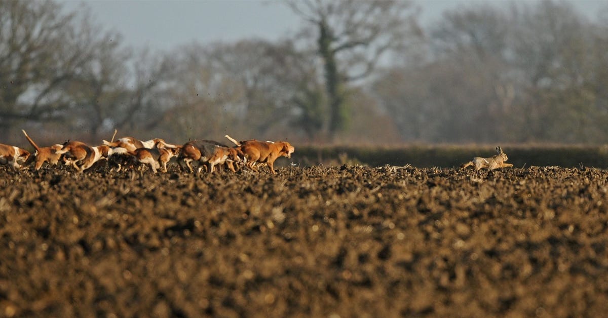 Harrier pack chasing a hare Harrier pack chasing a hare