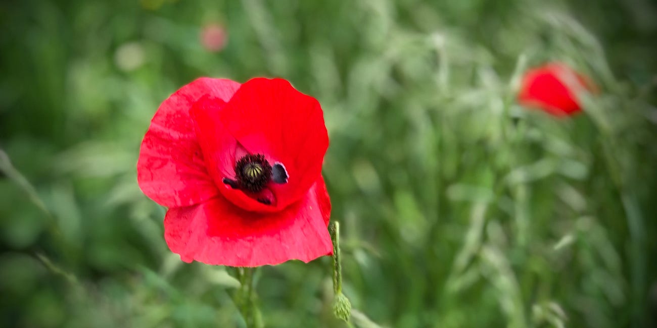 We will remember them.