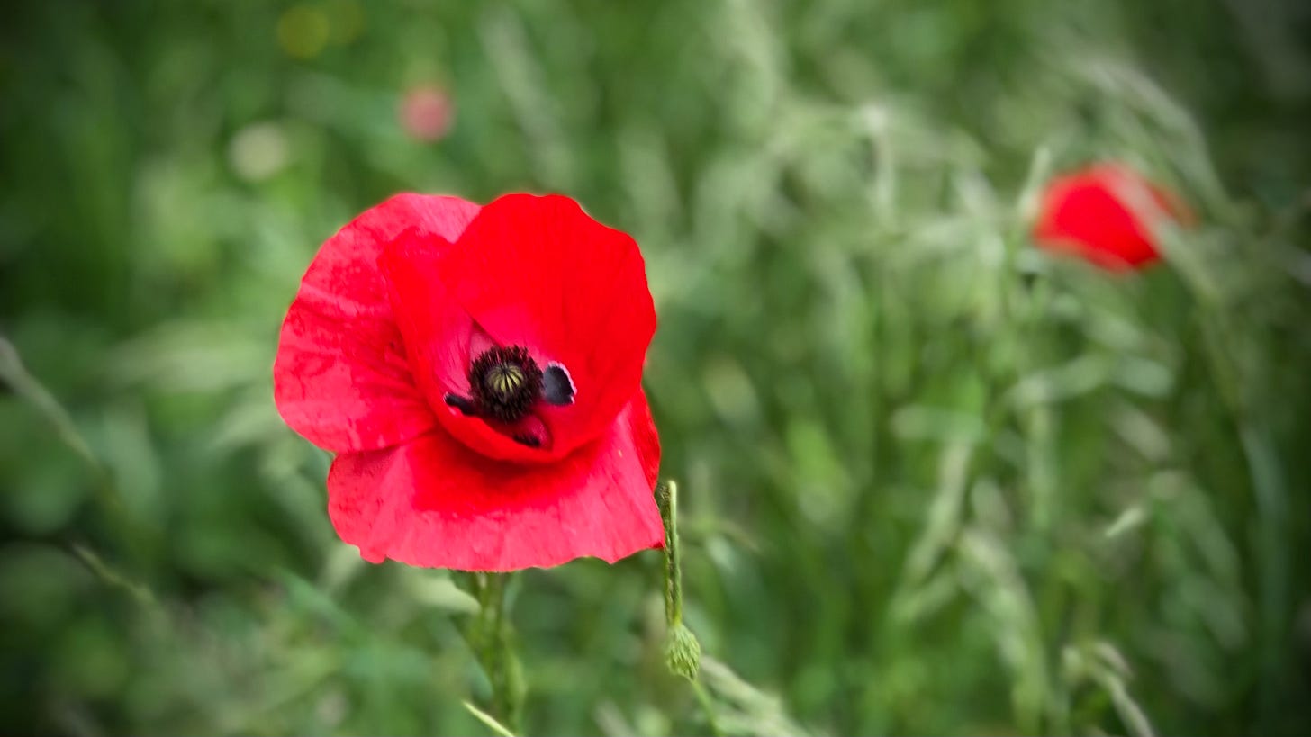 A poppy