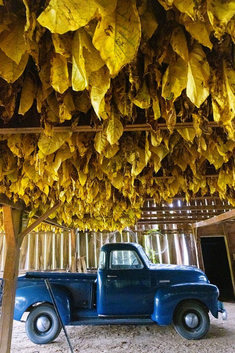 Midwestern Nice: Disappearing tobacco fields