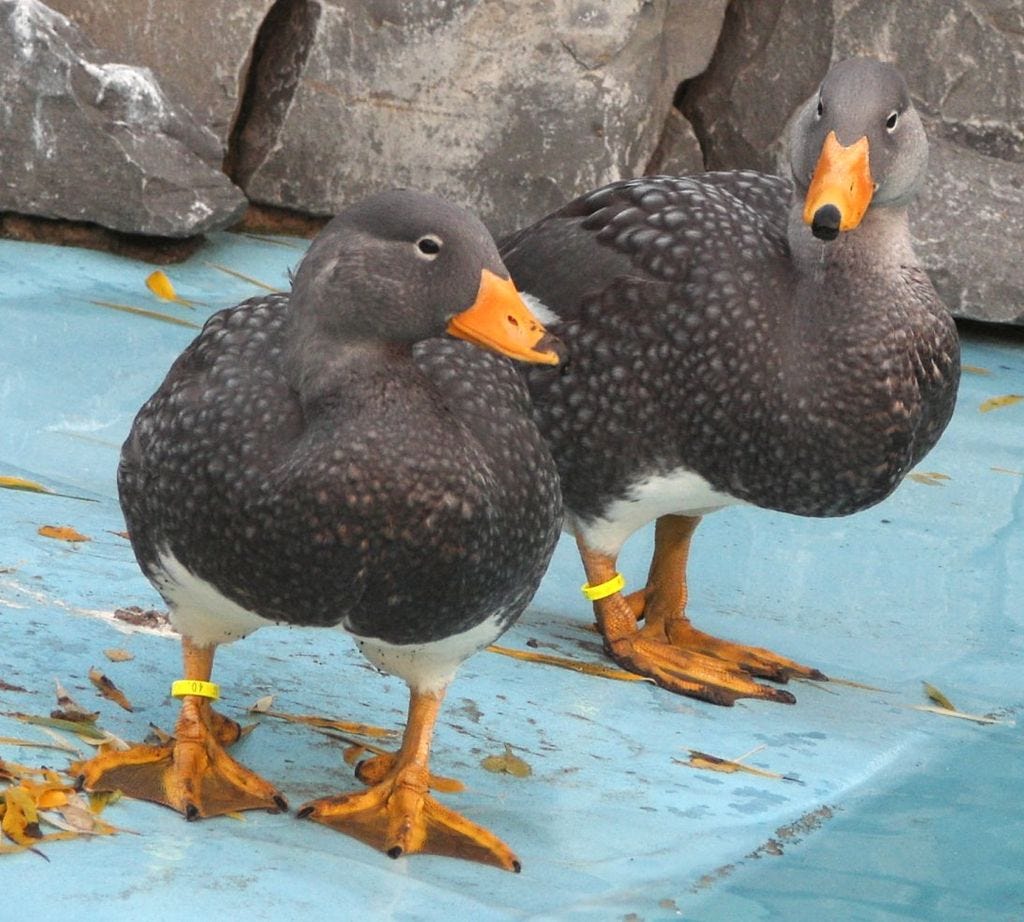 Two steamers standing