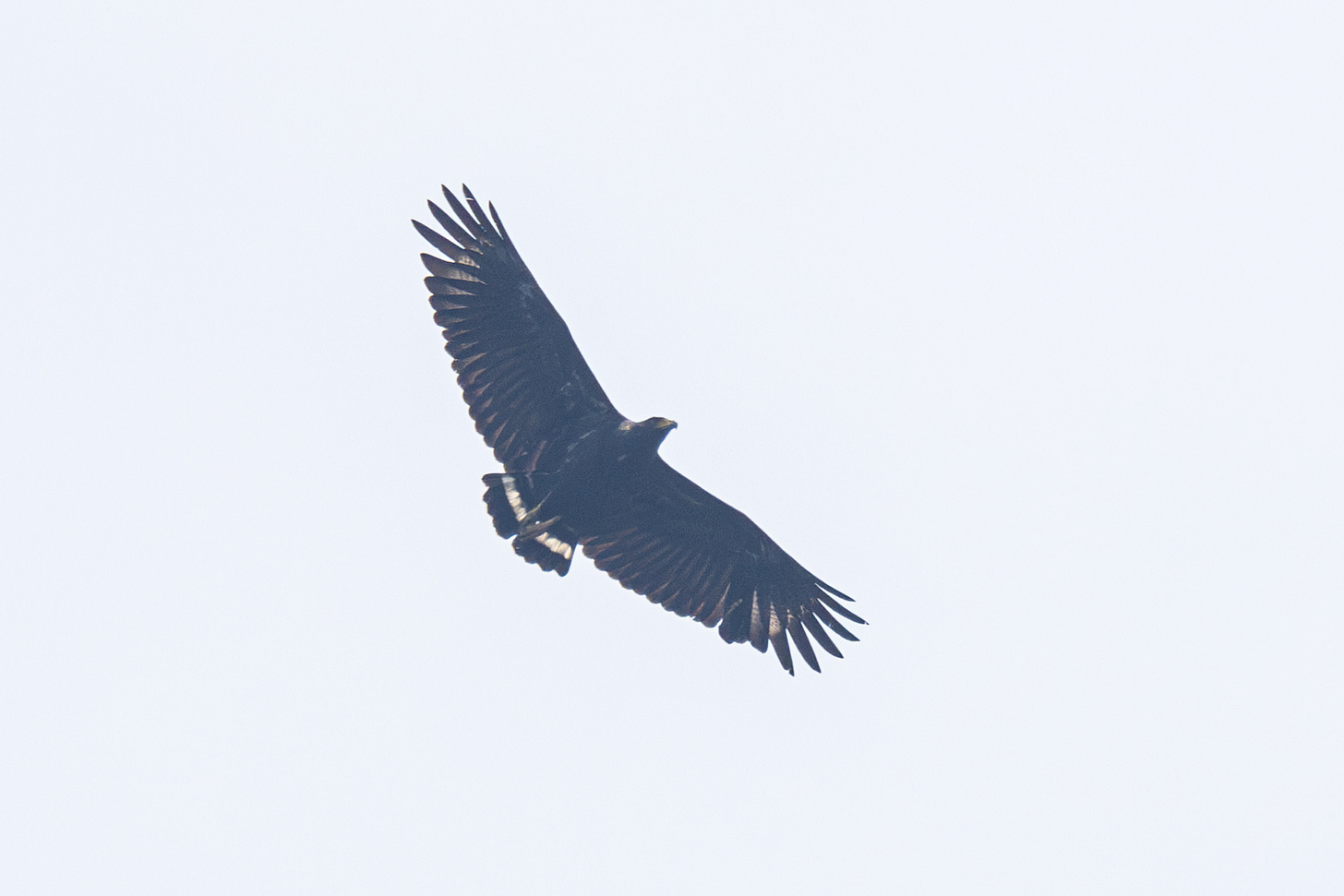 a large black eagle with a stumy white tail with a black band, flying against a white sky a large black eagle with a stumy white tail with a black band, flying against a white sky