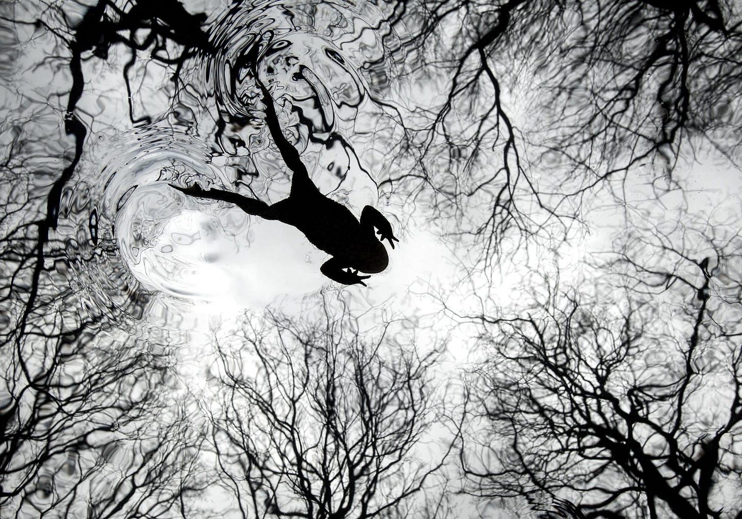 A black-and-white photograph, looking up toward leaf-less trees, with the silhouette of a toad leaping overhead A black-and-white photograph, looking up toward leaf-less trees, with the silhouette of a toad leaping overhead