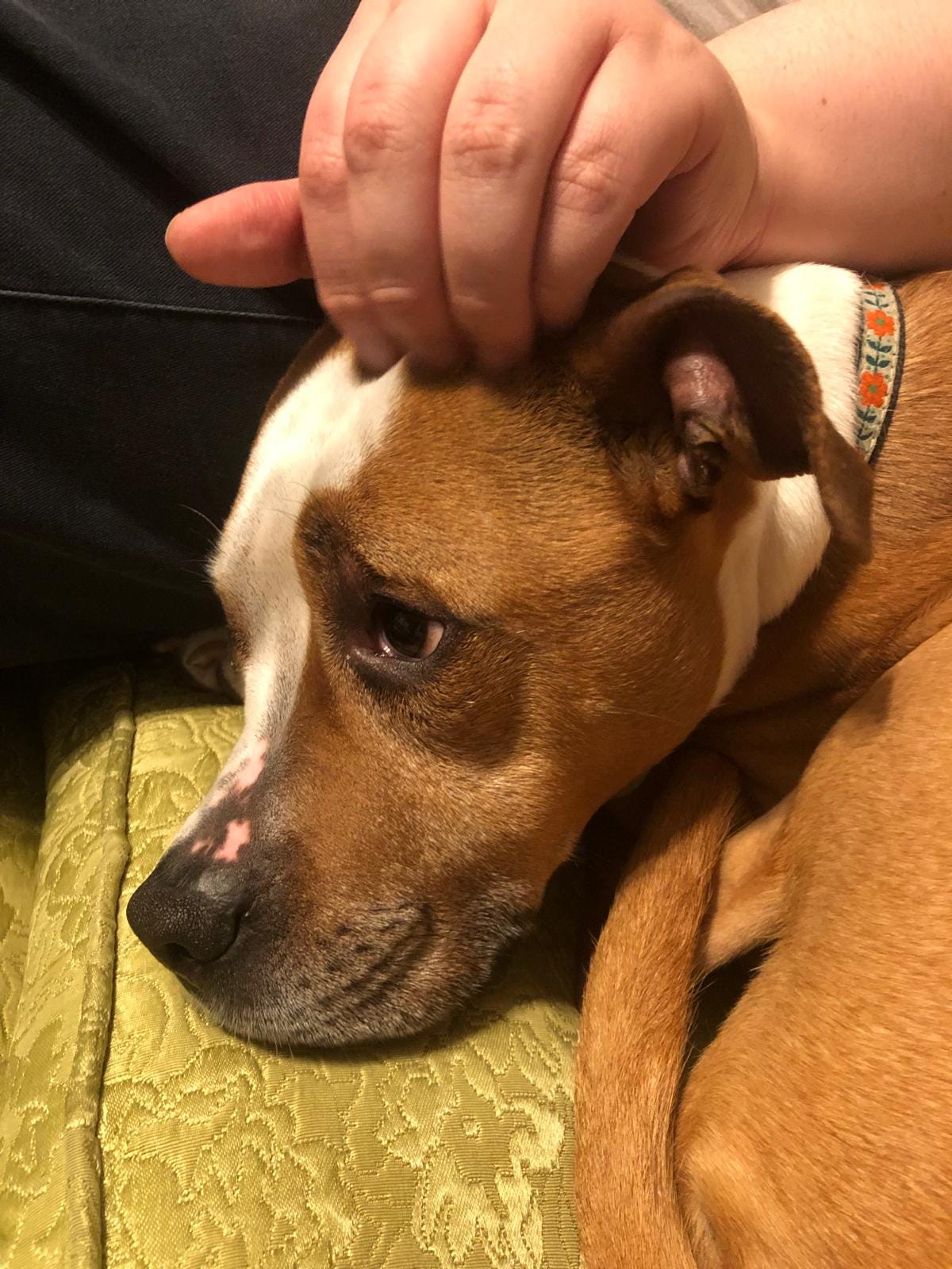 V pets Marmalade’s head while sitting on our green brocade couch