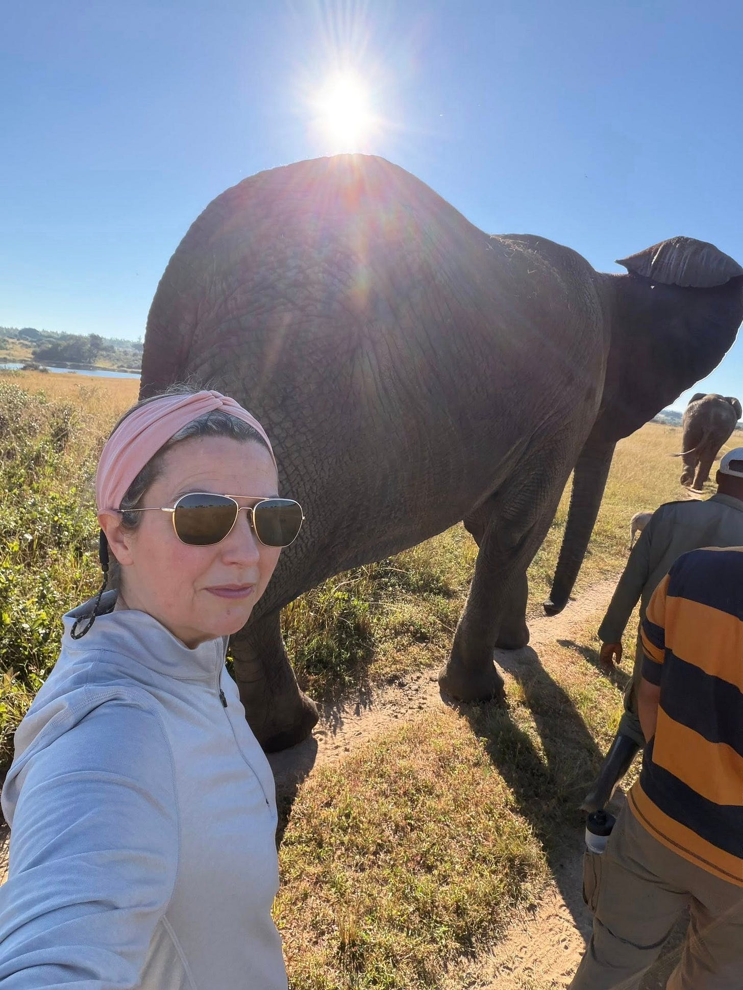 May be an image of elephant and rhinoceros