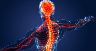 Central Nervous System ...