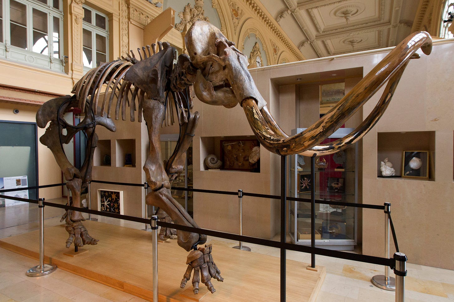 Woolly mammoth skeleton sells for $645K at auction Woolly mammoth skeleton sells for $645K at auction