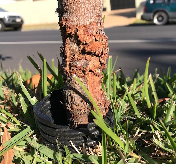 damaged-trunk-4.jpg