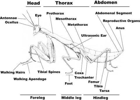Praying Mantis Anatomy - USMANTIS