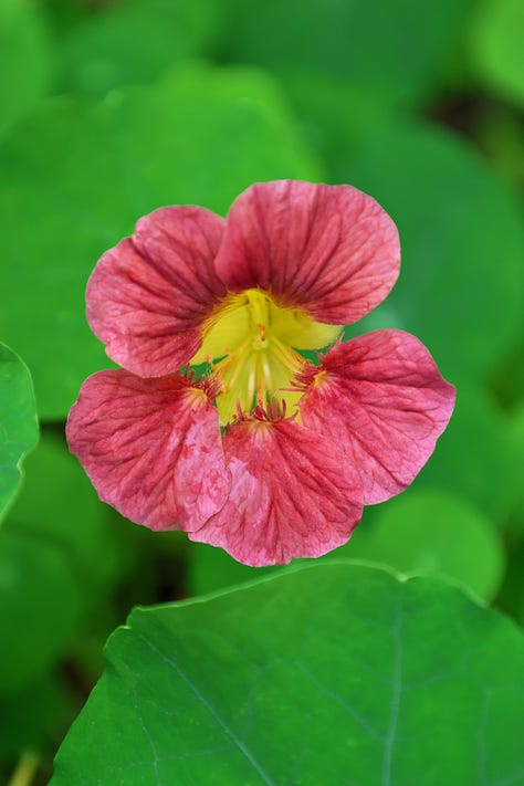 nasturtium flowers