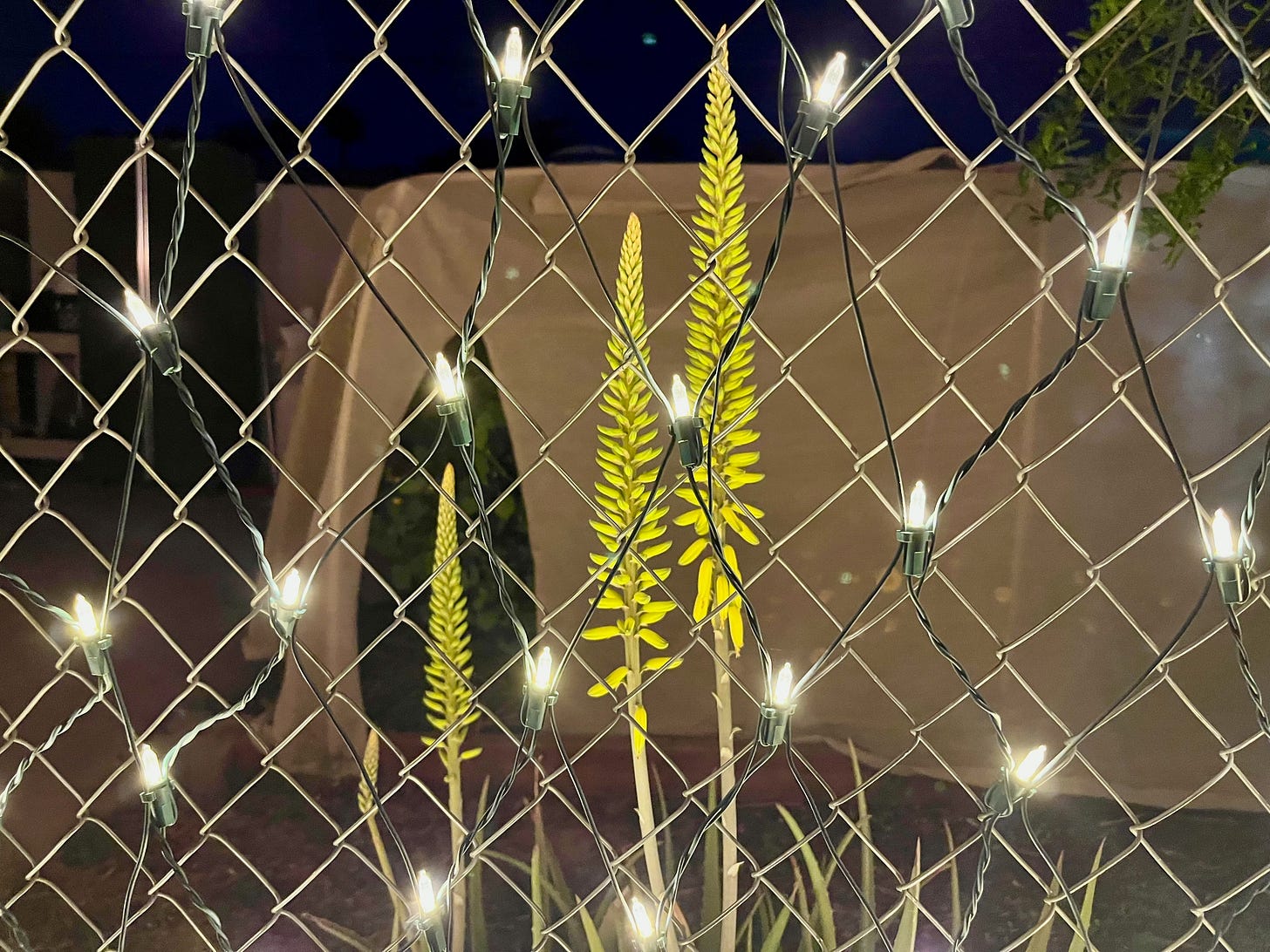 Flowering aloes of some type with twinkle lights in the foreground
