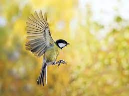 How Do Birds Fly? (In-Depth Guide) | Birdfact