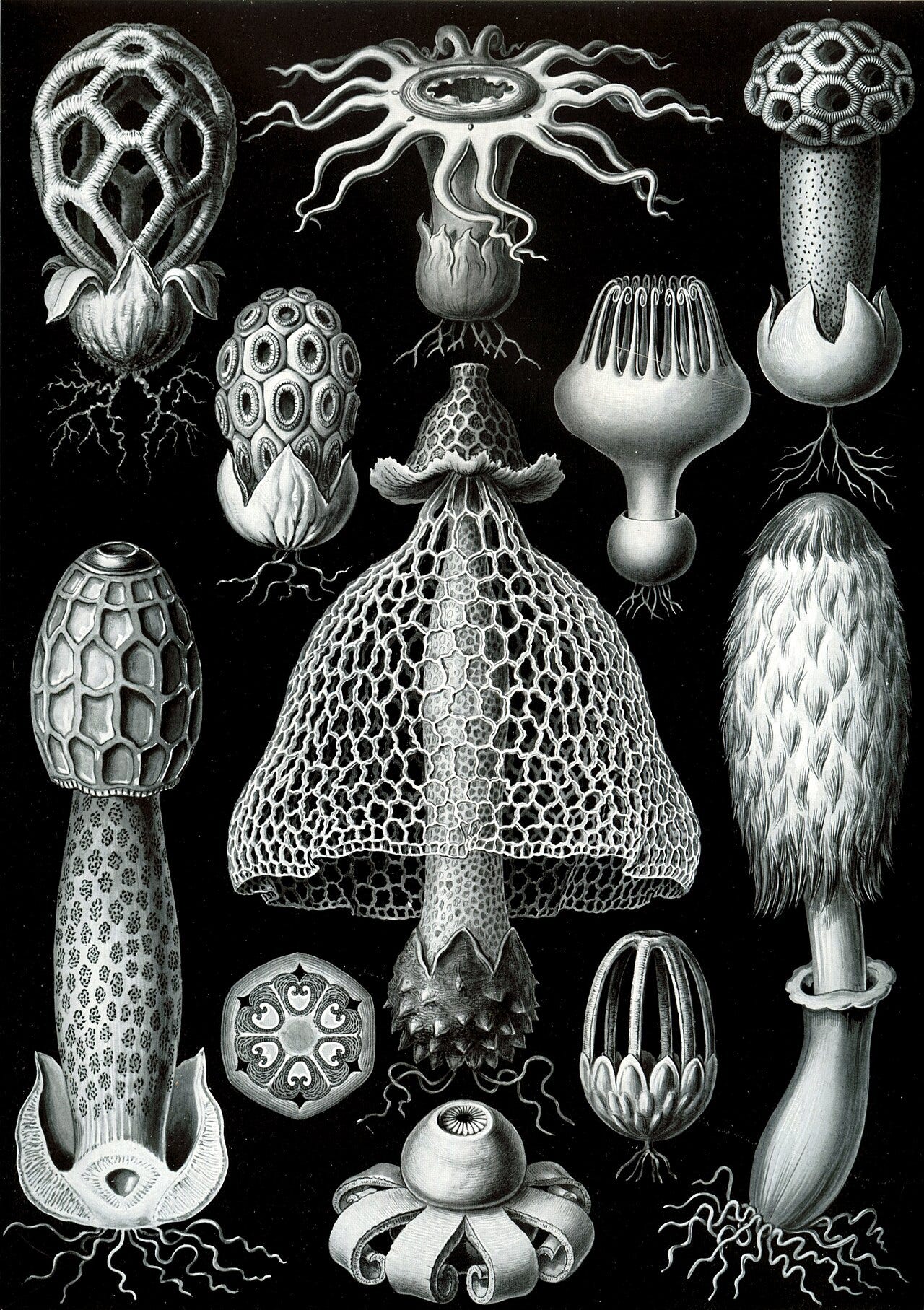 Symmetrical plate of toadstools on black ground Symmetrical plate of toadstools on black ground