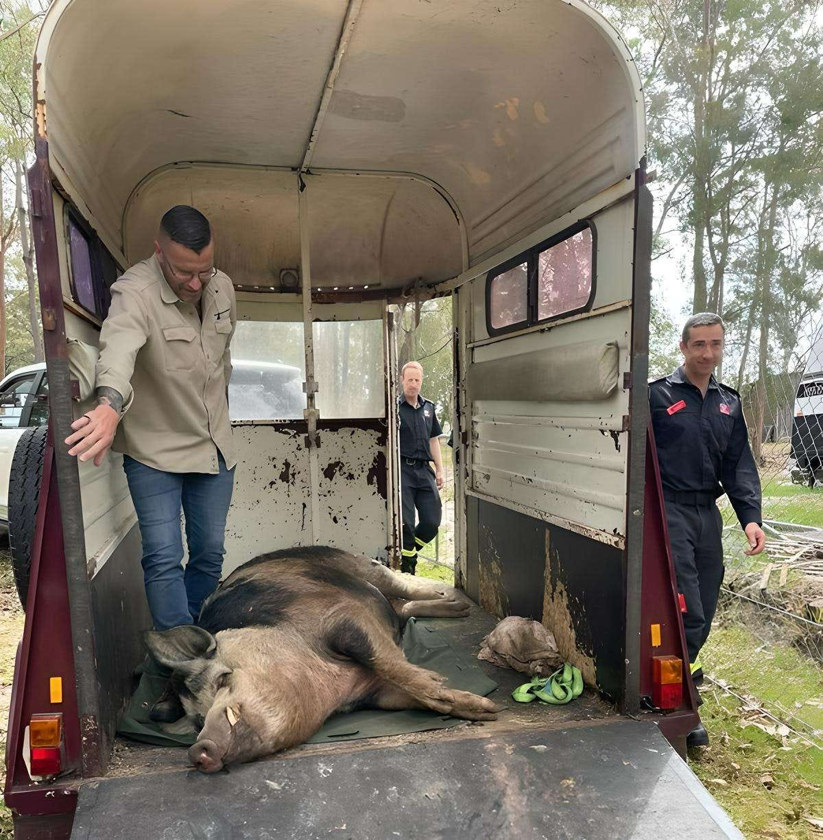 bruce the pig in horse float bruce the pig in horse float