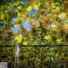 Corks and Classrooms: Navigating the World of Wine Education.