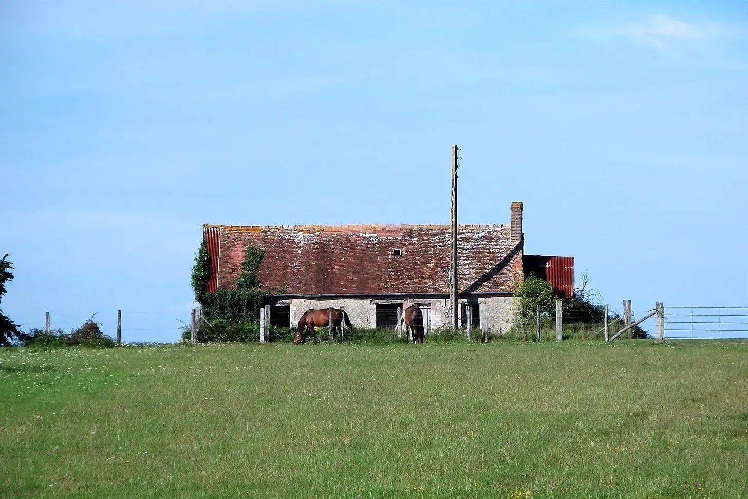 horse in front a worn down barn