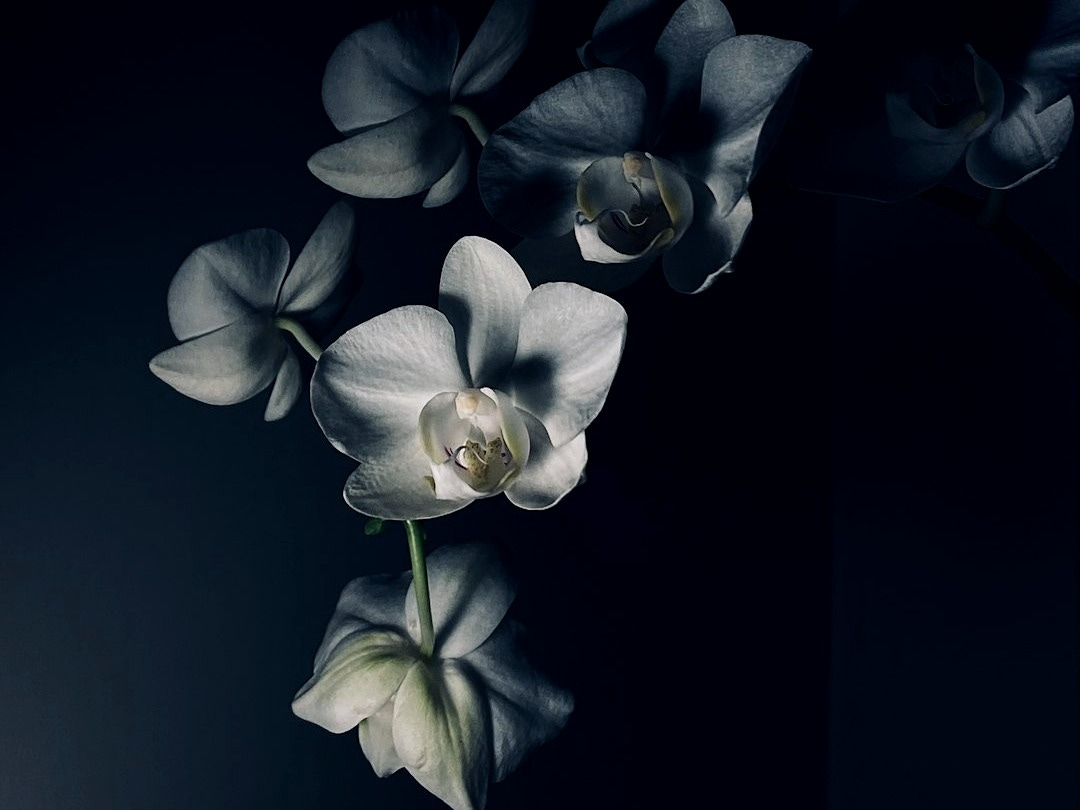 white and purple flower in black background
