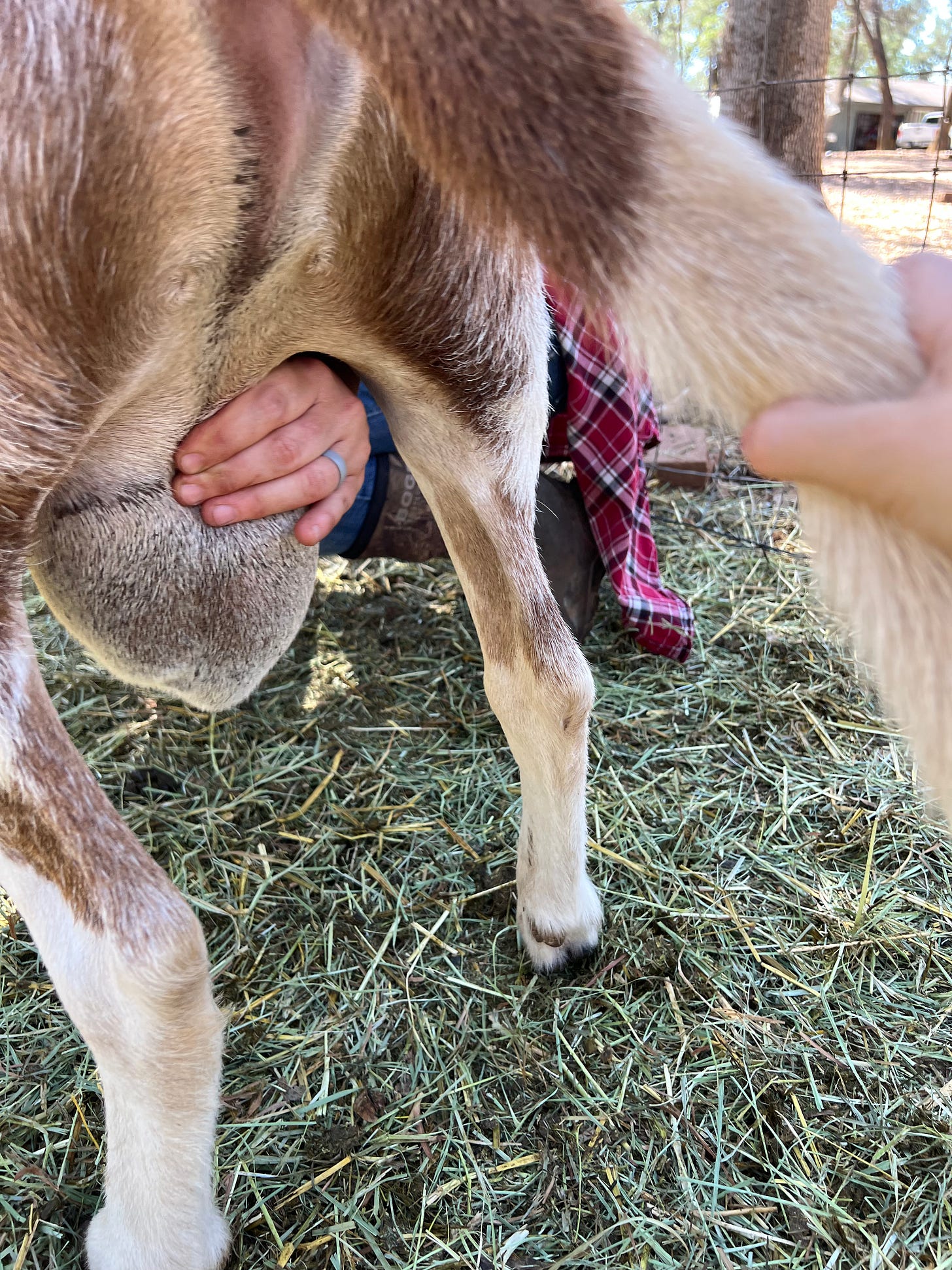 Normal testicles ram